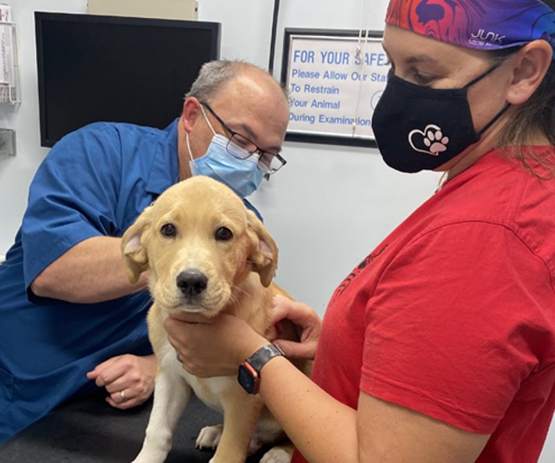 Services Vet in Keokuk Krichel Animal Hospital