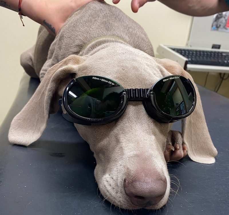 Services Vet in Keokuk Krichel Animal Hospital