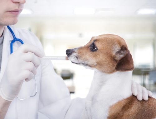 Simple Steps to Successfully Medicate Your Pet