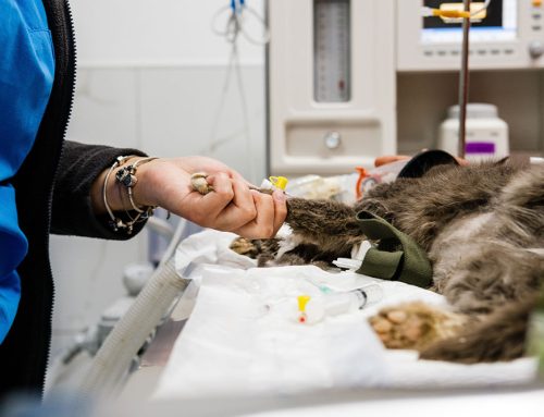 Does My Pet Really Need Surgery? Understanding the Options