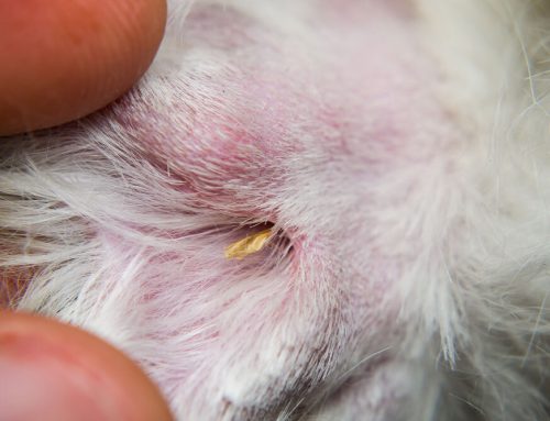 Grass Awns: What They Are and Why They’re Dangerous for Pets