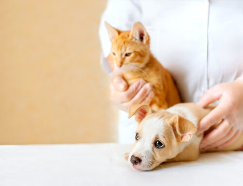 Pet Vaccinations: Essential Protection for Every Life Stage