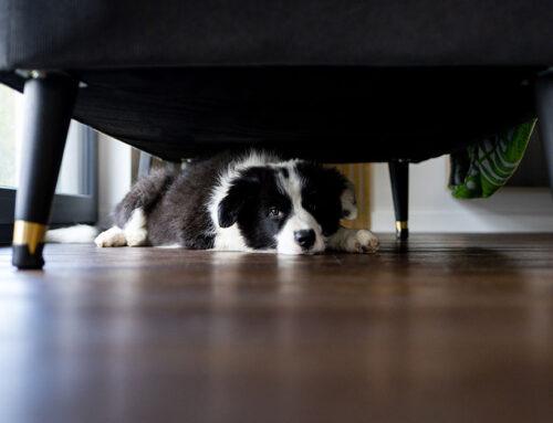 Signs of Stress and Anxiety in Dogs and Cats: How to Help