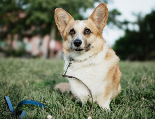 Dangerous Equipment for your pet