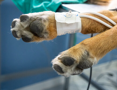 Senior Screening: Blood Pressure, Thyroid, and X-Rays