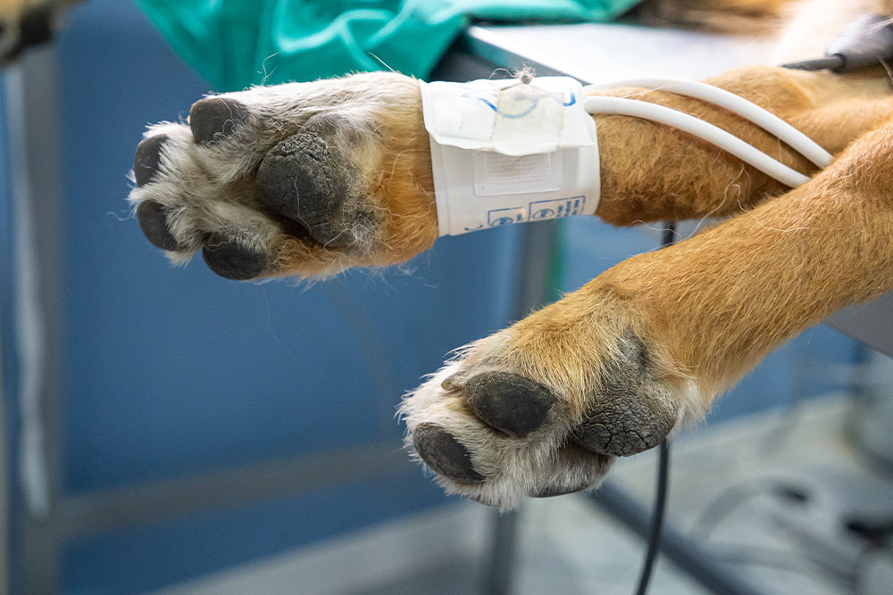 A close-up view of a dog's paws on a surgical table, with a blood pressure cuff and medical sensor wires attached to one leg.