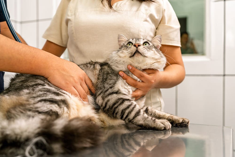 Tabby cat receiving veterinary checkup with physical examination