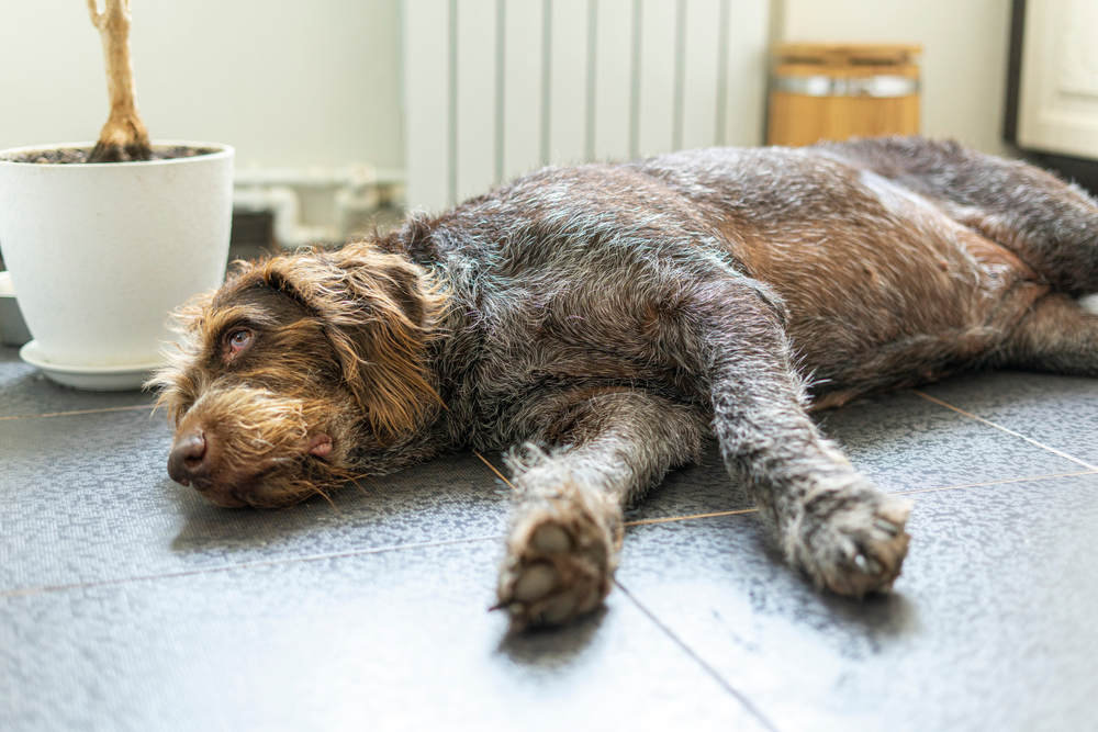 Dog lying on the floor after collapsing and showing signs of weakness.