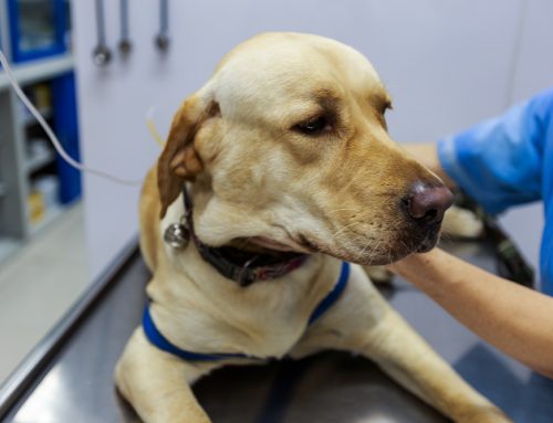 Is an IMHA or ITP Diagnosis a Death Sentence for My Pet?