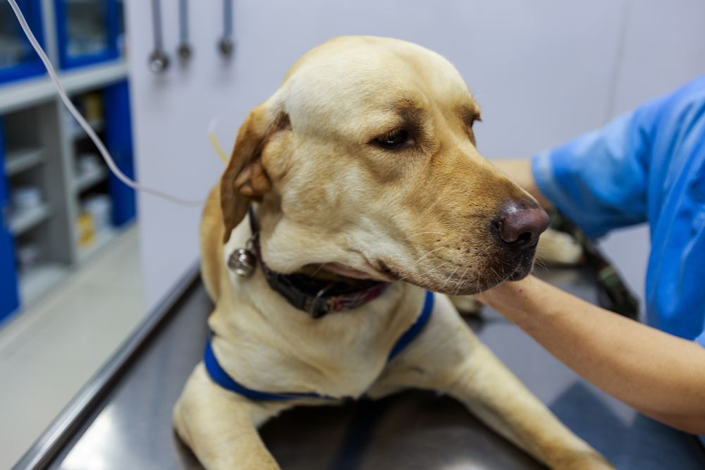 Labrador receiving emergency veterinary care while being monitored by a veterinary professional.