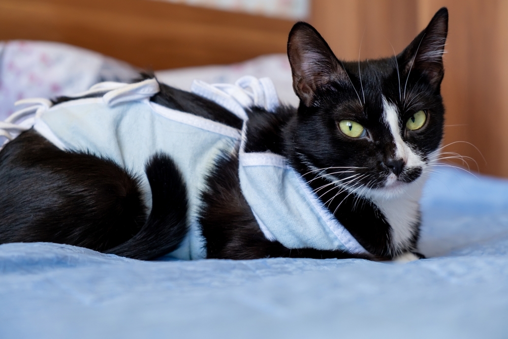 Black and white cat lying on a bed while wearing a post-surgery recovery suit.