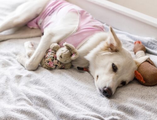 Spay and Neuter: Why It’s More Than Just Population Control