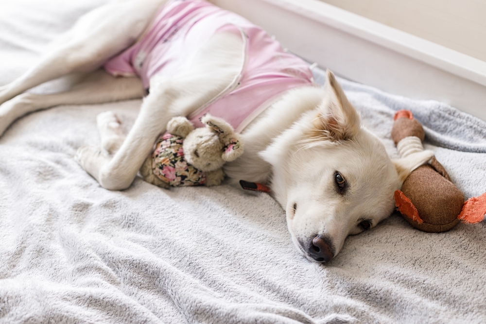 Dog lying on a bed in a pink post-surgery recovery suit, resting with stuffed toys.